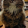 animal, cat, computer, computerhardware, computerkeyboard, couch, electronics, furniture, hardware, hardwood, indoors, manx, monitor, person, pet, plywood, remotecontrol, screen, shelf, wood