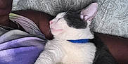 Mufasa Smoke is registered to the contest to win money with this photo: cat, person, bed, blanket, pillow, sleeping, resting, indoor, comfort, cozy, pet, animal, white_cat, gray_cat, collar, closeup, relaxation, human, fabric, patterned_bedding