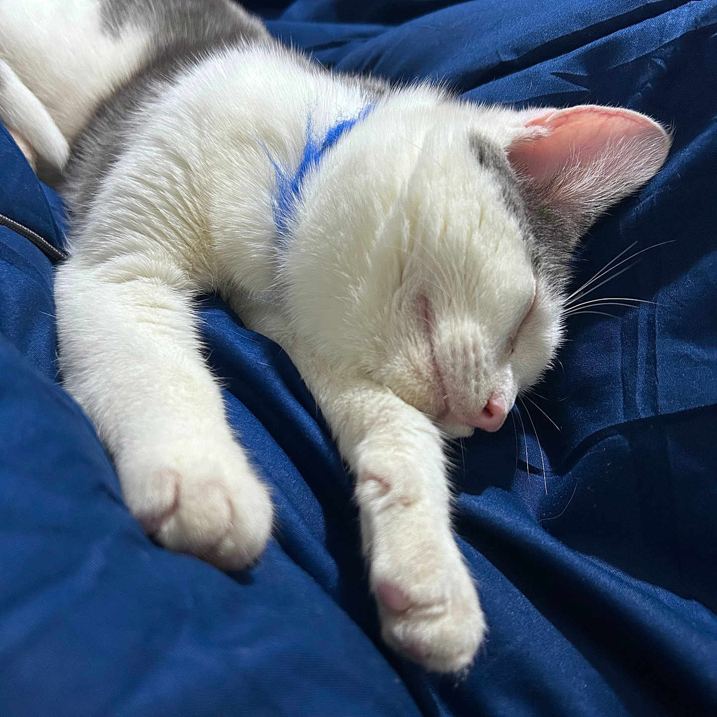 Mufasa Smoke joined the competition — help win amazing prizes! animal, blanket, blue, cat, closeup, cozy, cute, fur, gray, indoor, nap, paws, peaceful, pet, relaxation, resting, sleeping, soft, whiskers, white