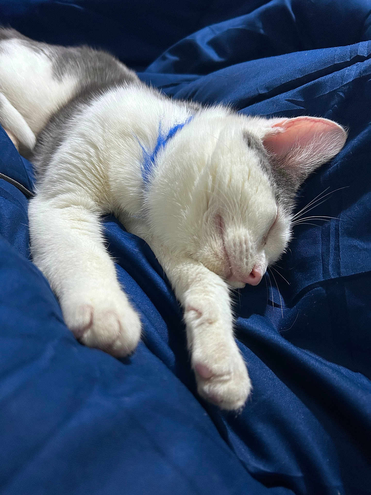 Mufasa Smoke joined the competition — help win amazing prizes! cat, sleeping, white, gray, paws, fur, pet, nap, cozy, blanket, blue, resting, animal, whiskers, cute, indoor, relaxation, soft, closeup, peaceful