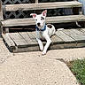 dog, pet, white_dog, brown_patches, blue_collar, leash, sitting, lying_down, crossed_paws, outdoor, porch, wooden_steps, wood, lattice, sunlight, concrete, grass, portrait, animal, relaxed