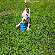 Thumper joined the competition — help win amazing prizes! dog, puppy, outdoor, grass, lawn, toy, blue_toy, playing, lying_down, sitting, white_fur, brown_patches, pointed_ears, tail, collar, backyard, suburban, houses, sunny, pet