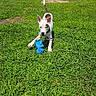 dog, puppy, outdoor, grass, lawn, toy, blue_toy, playing, lying_down, sitting, white_fur, brown_patches, pointed_ears, tail, collar, backyard, suburban, houses, sunny, pet