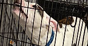 Thumper joined the competition — help win amazing prizes! dog, puppy, white_dog, brown_patches, blue_harness, standing, crate, kennel, cage, pet, animal, indoors, home, floor, television, electronics, toys, curious, portrait, vertical_photo