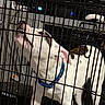 dog, puppy, white_dog, brown_patches, blue_harness, standing, crate, kennel, cage, pet, animal, indoors, home, floor, television, electronics, toys, curious, portrait, vertical_photo
