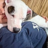 dog, person, sleeping, cuddling, affection, pet, white_dog, brown_patches, closeup, portrait, indoors, wood_floor, blue_shirt, hand, relaxed, cute, companion, animal, snuggling, photography
