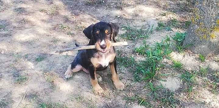 Rock participe au concours pour gagner de l'argent avec cette photo : canidae, carlin_pinscher, carnivore, companion_dog, dog, dog_breed, grass, guard_dog, hunting_dog, plant, sporting_group, terrestrial_animal, working_animal, working_dog