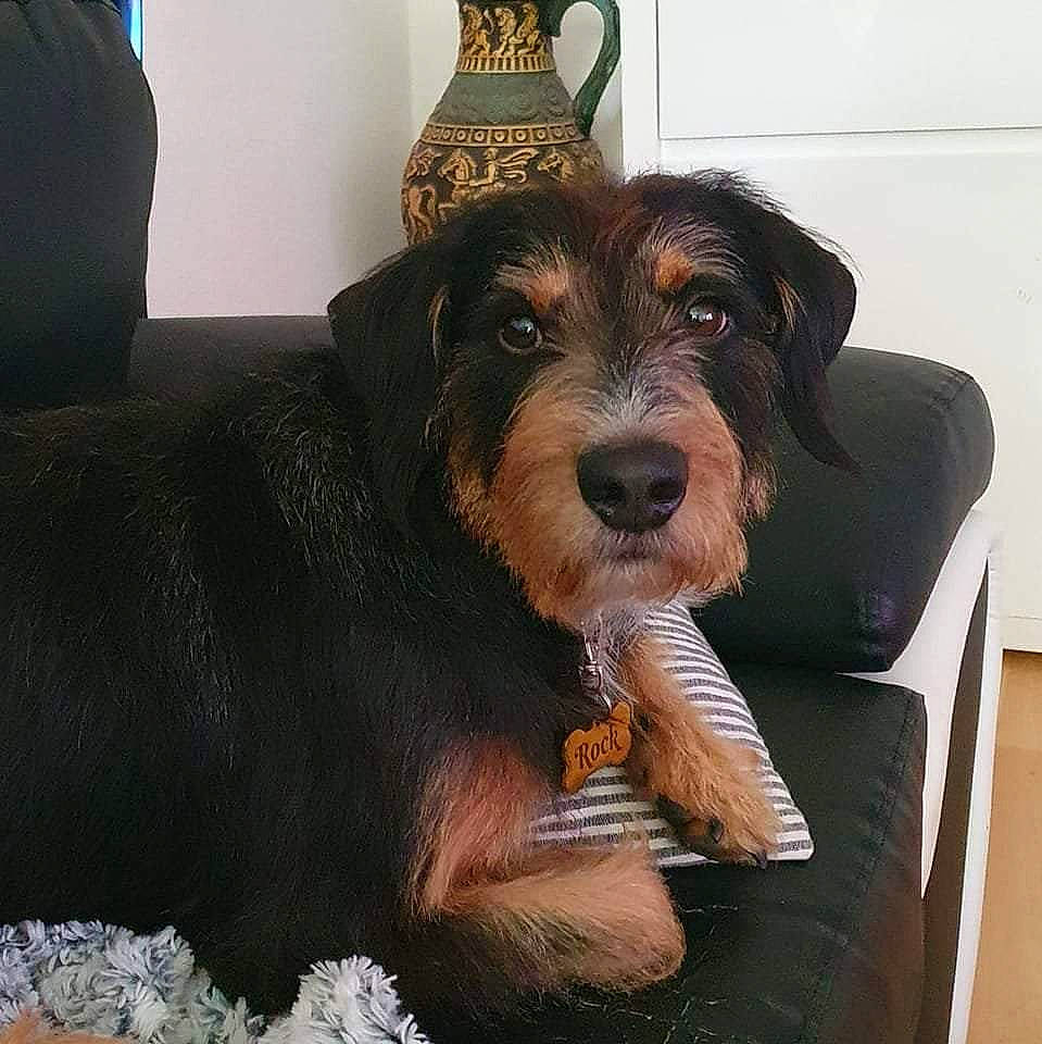 Rock a rejoint le concours — aidez-le/la à gagner de superbes lots ! canidae, carnivore, companion_dog, dog, dog_breed, fur, liver, puppy, smile, sporting_group, terrier, working_animal, working_dog