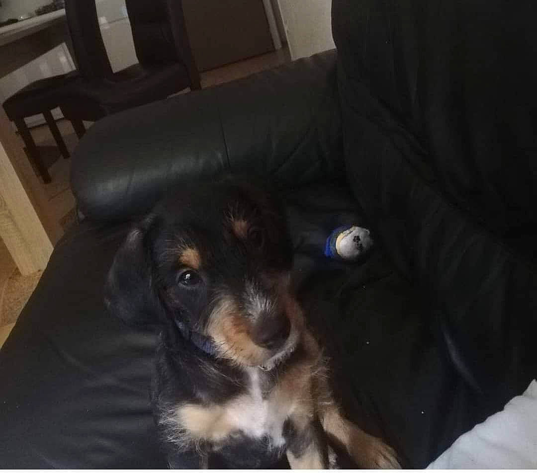 Rock a rejoint le concours — aidez-le/la à gagner de superbes lots ! canidae, carnivore, chair, comfort, companion_dog, couch, dog, dog_breed, flooring, fur, guard_dog, hardwood, living_room, puppy_love, snout, terrier, toy_dog, whiskers, wood, working_animal