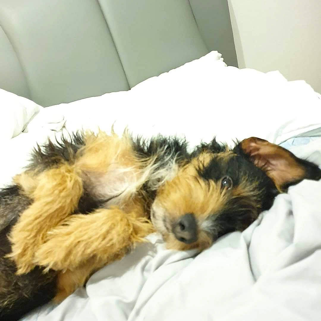 Rock participe au concours pour gagner de l'argent avec cette photo : bed, bedding, canidae, carnivore, comfort, companion_dog, couch, dog, dog_breed, duvet, felidae, fur, linens, nap, paw, small_terrier, snout, sporting_group, terrier, toy_dog