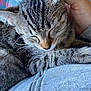 cat, tabby_cat, sleeping, pet, animal, fur, whiskers, hand, human, clothing, zipper, plaid, fabric, resting, closeup, domestic_animal, cute, cozy, relaxation, indoor