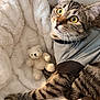 cat, tabby_cat, pet, animal, feline, striped, shirt, toy, teddy_bear, blanket, soft, cozy, indoor, cute, whiskers, ears, paw, fur, relaxed, curious