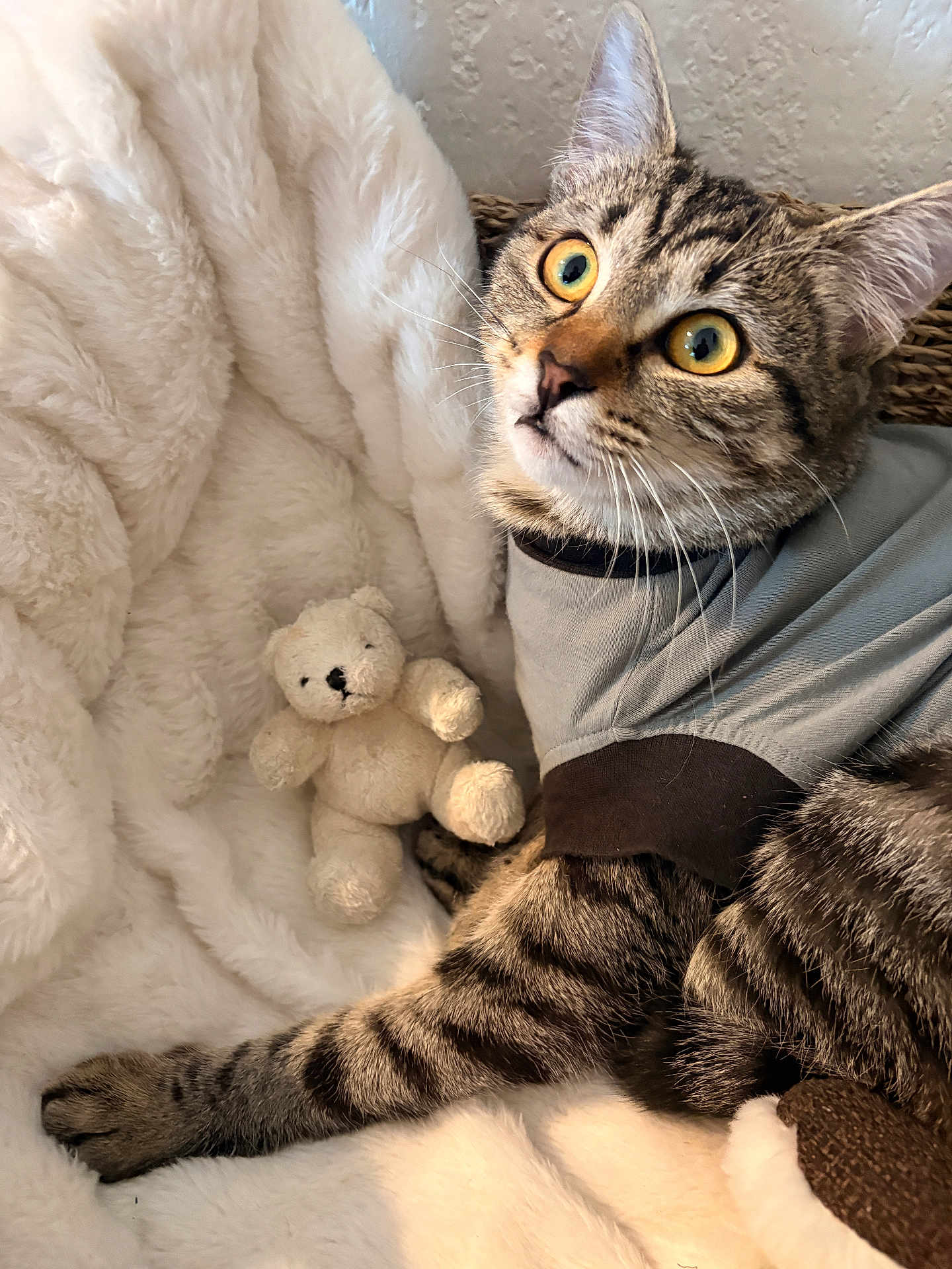 Tina a rejoint le concours — aidez-le/la à gagner de superbes lots ! cat, tabby_cat, pet, animal, feline, striped, shirt, toy, teddy_bear, blanket, soft, cozy, indoor, cute, whiskers, ears, paw, fur, relaxed, curious