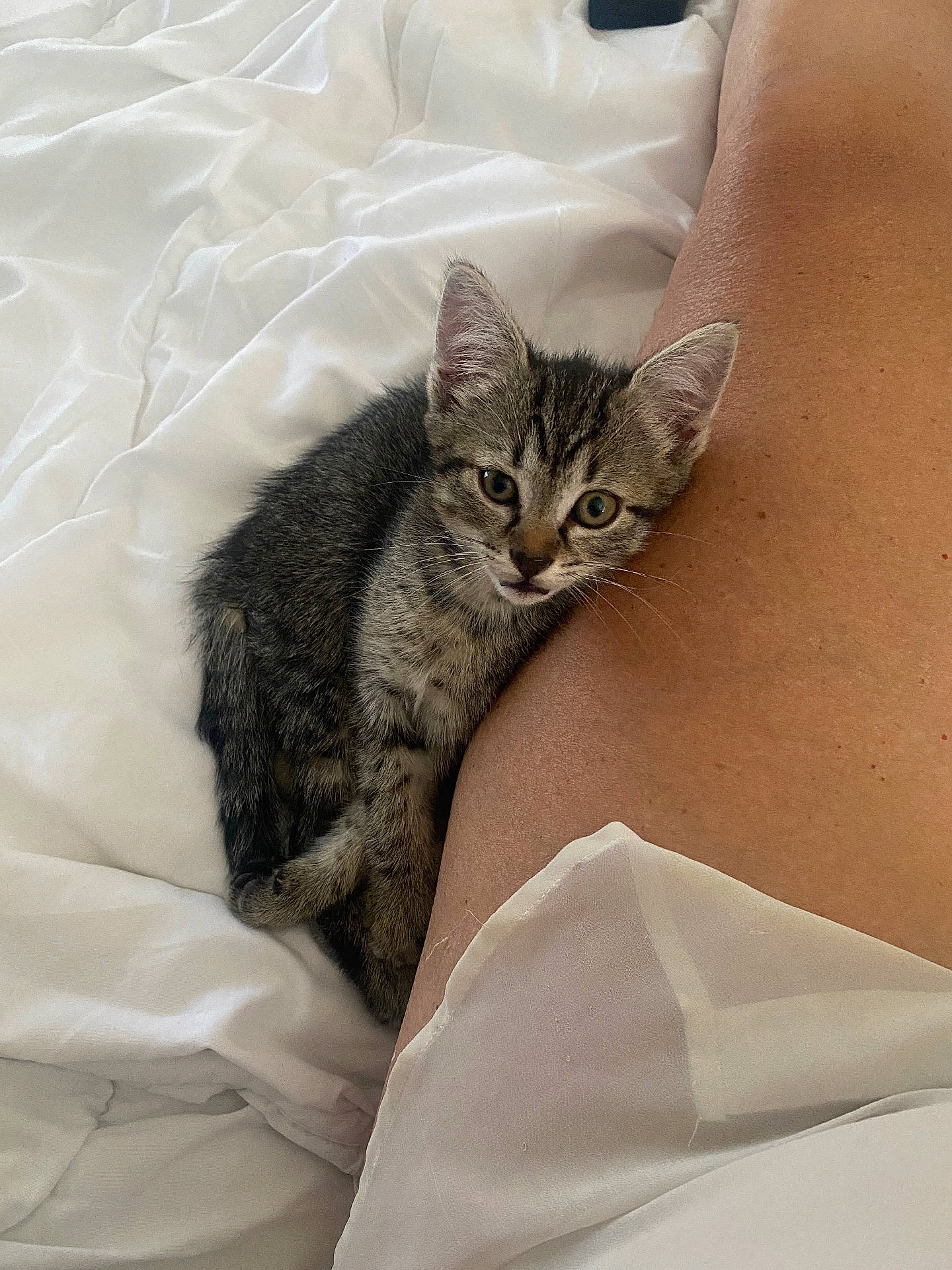 Tina a rejoint le concours — aidez-le/la à gagner de superbes lots ! animal, bed, blanket, cat, close_up, cozy, curious, cute, ears, fur, human_leg, indoor, kitten, pet, resting, sleepy, small, soft_light, tabby, whiskers