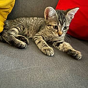 Tina a rejoint le concours — aidez-le/la à gagner de superbes lots ! kitten, cat, tabby, gray_couch, yellow_cushion, red_cushion, pet, animal, feline, stretching, indoor, cute, young, whiskers, ears, paws, fur, relaxing, home, curious