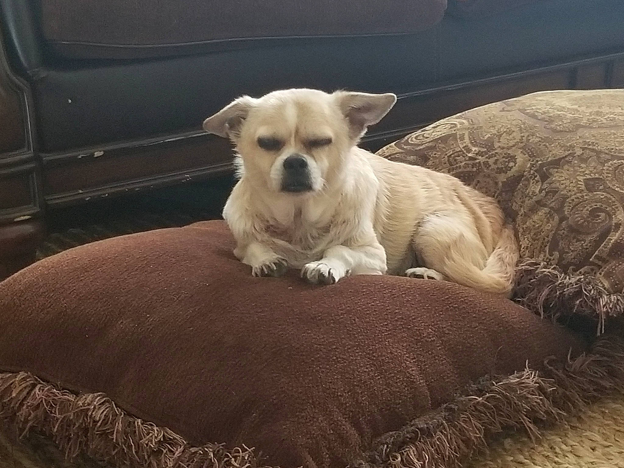 Buddy is registered to the contest to win money with this photo: canidae, carnivore, comfort, companion_dog, dog, dog_breed, dog_supply, fawn, grass, paw, pet_supply, puppy_love, snout, sporting_group, tail, terrestrial_animal, toy_dog, whiskers, wood, working_animal