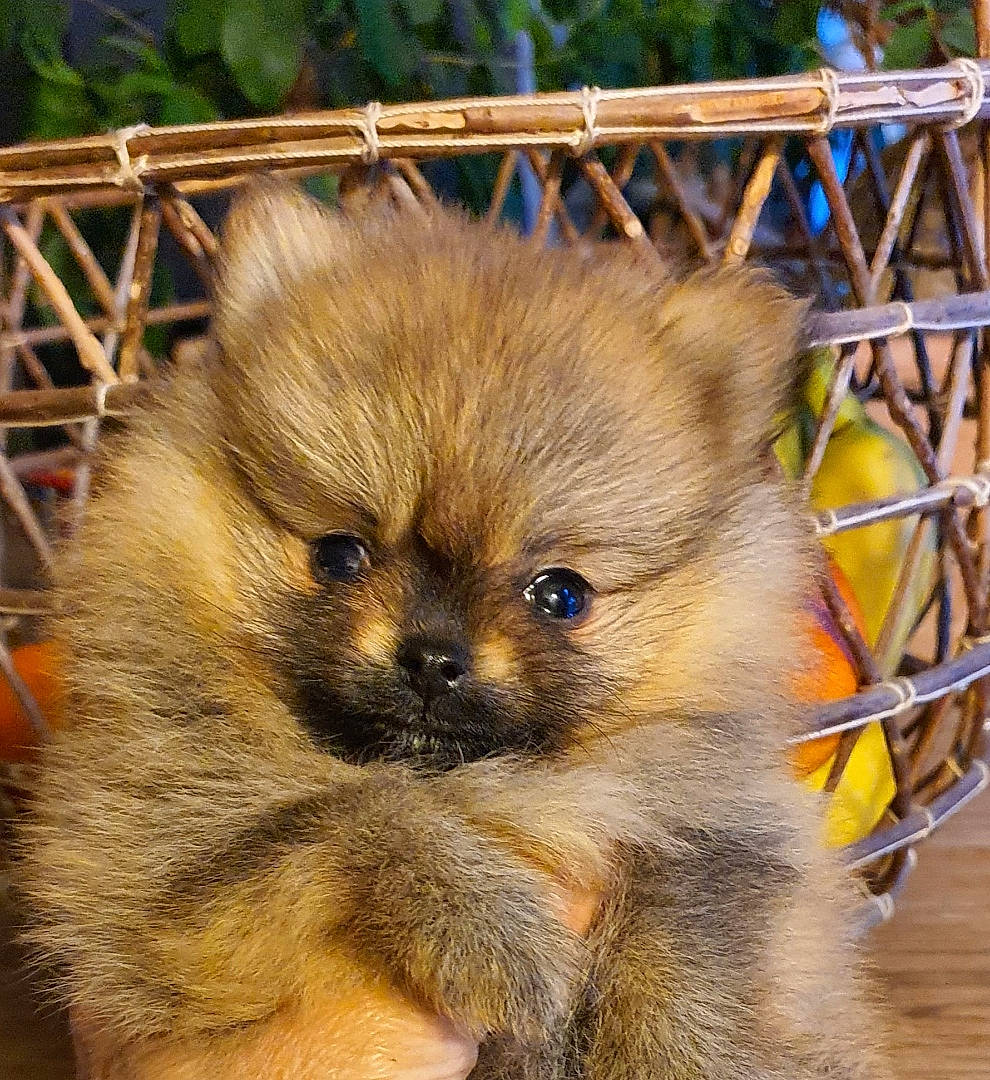 Mina participe au concours pour gagner de l'argent avec cette photo : ancient_dog_breeds, canidae, carnivore, companion_dog, dog, dog_breed, fawn, fur, non_sporting_group, puppy, snout, terrestrial_animal, toy_dog, whiskers, wildlife, wood, working_animal