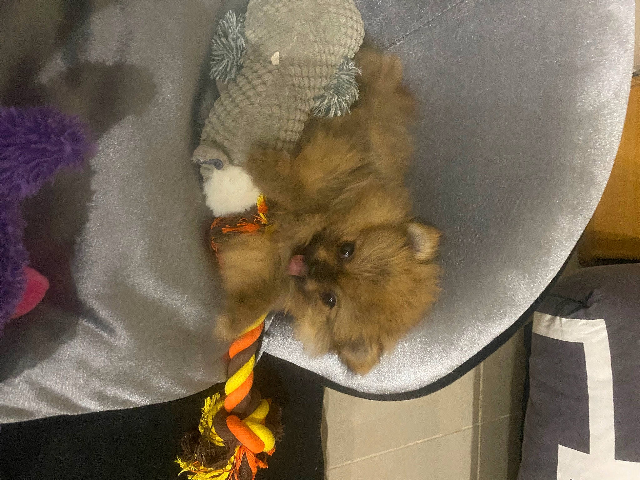 Mina participe au concours pour gagner de l'argent avec cette photo : canidae, chicken, claw, companion_dog, dog_breed, fawn, feather, felidae, fur, muroidea, paw, pet_supply, poultry, rodent, small_to_medium_sized_cats, snout, sporting_group, tail, whiskers