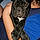 Baloo