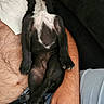 Baloo participe au concours pour gagner de l'argent avec cette photo : puppy, dog, black_dog, lying_down, relaxed, human_arm, hand, jeans, denim, couch, indoor, white_markings, pet, domestic_animal, nap, crossed_paws, furry, fur, resting, casual