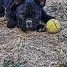 Baloo a rejoint le concours — aidez-le/la à gagner de superbes lots ! dog, french_bulldog, black_dog, tennis_ball, dry_grass, outdoor, pet, animal, laying_down, close_up, playful, nature, ears, face, snout, grass, weed, daylight, canine, companion