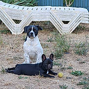 Baloo a rejoint le concours — aidez-le/la à gagner de superbes lots ! dog, black_dog, white_dog, tennis_ball, yard, grass, dry_grass, outdoor, pet, animal, bench, lawn_chair, plant, shrub, fence, playful, sitting, lying_down, companion, alert