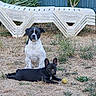 dog, black_dog, white_dog, tennis_ball, yard, grass, dry_grass, outdoor, pet, animal, bench, lawn_chair, plant, shrub, fence, playful, sitting, lying_down, companion, alert
