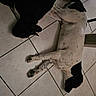 dog, black_dog, white_dog, spotted_dog, floor, tile_floor, resting, lying_down, indoor, pet, animal, companion, sleeping, quiet, peaceful, domestic, household, relaxation, two_dogs, friendship