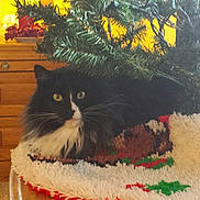 Buddy joined the competition — help win amazing prizes! animal, black_and_white, carpet, cat, christmas, christmas_tree, cozy, decorations, festive, fluffy, furniture, holiday, holiday_rug, home, indoor, living_room, pet, relaxed, wooden_drawer, yellow_eyes