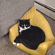 Lil Bit is registered to the contest to win money with this photo: cat, black_and_white, feline, pet, animal, yellow_chair, tiny_chair, carpet, indoor, cozy, relaxed, resting, fur, whiskers, ears, cute, domestic_cat, home, living_room, furniture