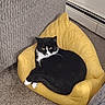 cat, black_and_white, feline, pet, animal, yellow_chair, tiny_chair, carpet, indoor, cozy, relaxed, resting, fur, whiskers, ears, cute, domestic_cat, home, living_room, furniture