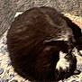 Boots is registered to the contest to win money with this photo: animal, black_and_white, blurry, cat, close_up, cozy, curled_up, cute, domestic_cat, feline, fur, indoor, patterned_fabric, pet, relaxed, resting, round_shape, sleeping, soft, whiskers