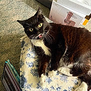 Boots is registered to the contest to win money with this photo: black_and_white, carpet, cat, close_up, curious, cushion, cute, domestic, feline, floral_pattern, fur, household, indoor, lying_down, pet, relaxed, staircase, tongue_out, tuxedo_cat, whiskers