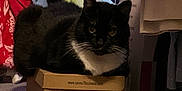 Boots is registered to the contest to win money with this photo: animal, black_and_white, box, carpet, cat, clothing, cozy, curious, domestic, feline, furniture, home, household, indoor, pet, relaxed, shoebox, sitting, tuxedo_cat, whiskers