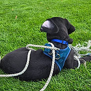 Murphy joined the competition — help win amazing prizes! animal, back_view, black_dog, canine, dog, field, grass, greenery, harness, leash, lying_down, nature, outdoor, pet, playful, puppy, resting, rope, summer, young_dog