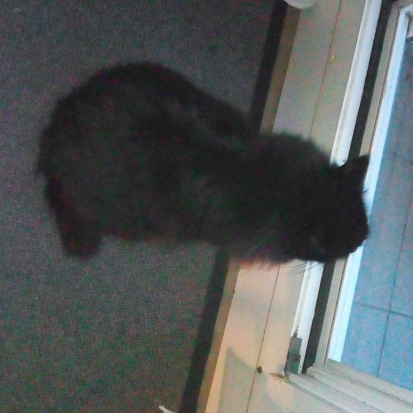 Mimine participe au concours pour gagner de l'argent avec cette photo : animal, blackcat, canine, cat, dog, door, doormat, indoors, kitten, manx, mat, person, pet, puppy, rabbit, silhouette, slate, sleeping, slidingdoor, window