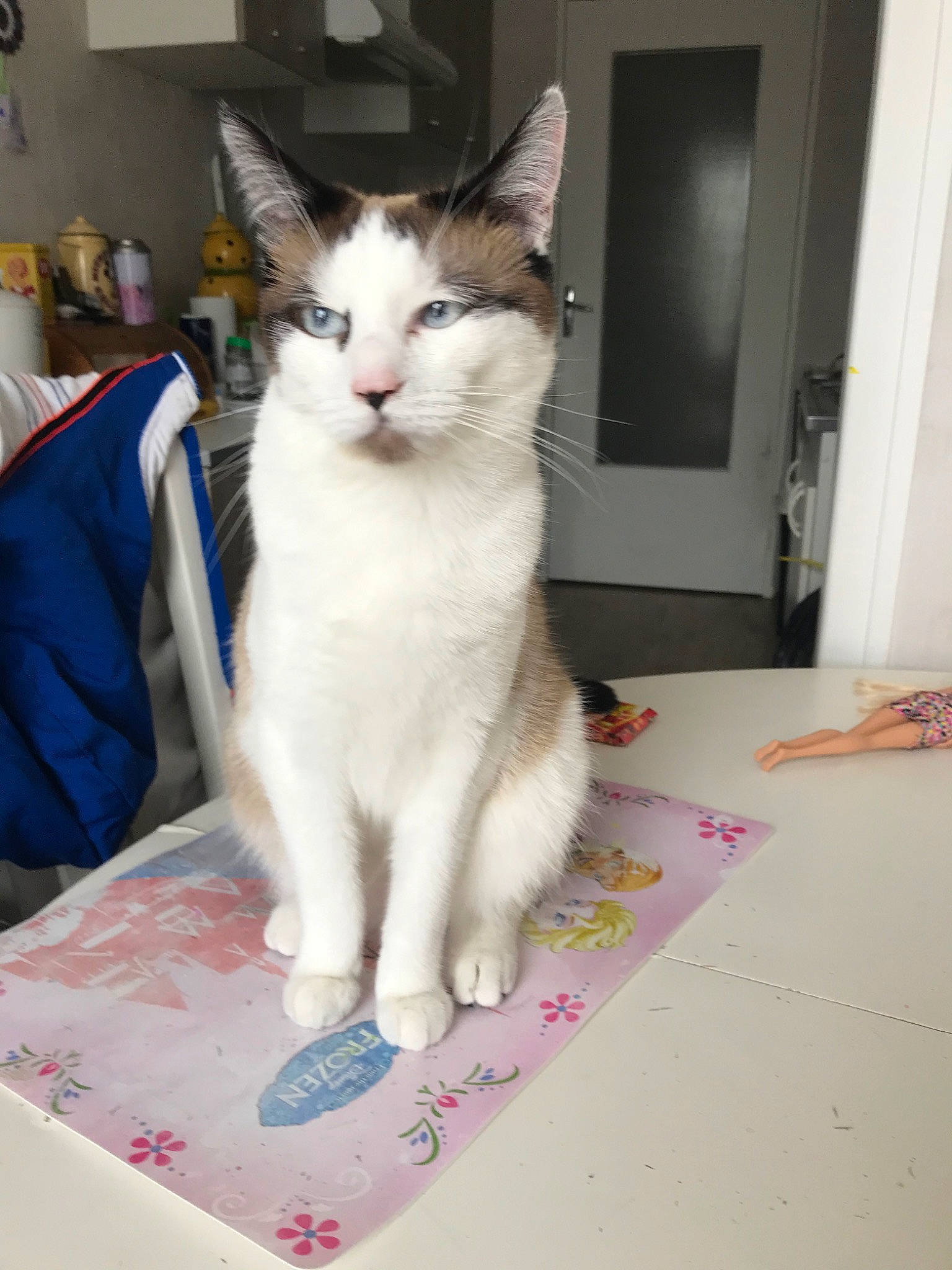 Pulco a rejoint le concours — aidez-le/la à gagner de superbes lots ! aegean_cat, american_wirehair, asian, carnivore, cat, domestic_short_haired_cat, european_shorthair, felidae, japanese_bobtail, kitten, mammal, ojos_azules, polydactyl_cat, small_to_medium_sized_cats, tail, turkish_angora, turkish_van, whiskers