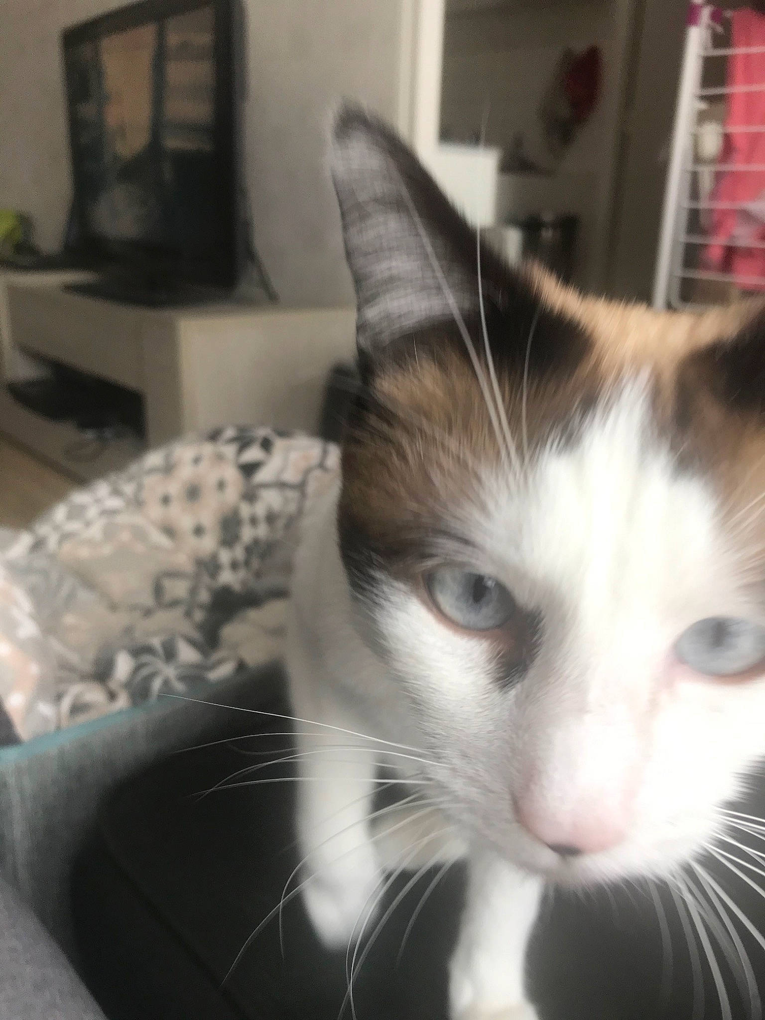 Pulco participe au concours pour gagner de l'argent avec cette photo : aegean_cat, black_and_white, carnivore, cat, domestic_short_haired_cat, ear, european_shorthair, eye, felidae, fur, kitten, mammal, ojos_azules, small_to_medium_sized_cats, snout, snowshoe, whiskers