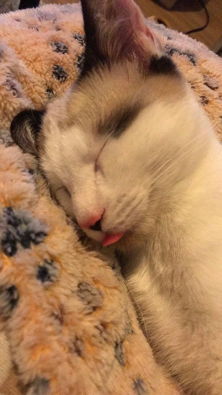 Pulco a rejoint le concours — aidez-le/la à gagner de superbes lots ! carnivore, cat, fawn, felidae, fur, kitten, nap, paw, ragdoll, sleep, small_to_medium_sized_cats, snout, whiskers