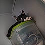 Sylvester joined the competition — help win amazing prizes! cat, black_and_white, storage_container, green_lid, curious, indoor, pet, feline, corner, looking, claws, paw, animal, domestic, container, lid, wall, close_up, sitting, curiosity