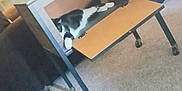 Sylvester is registered to the contest to win money with this photo: cat, black_cat, black_and_white_cat, furniture, carpet, living_room, cabinet, pets, indoor, relaxing, home, animal, floor, television, sitting, open_cabinet, cozy, domestic, two_cats, resting