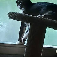 Sylvester is registered to the contest to win money with this photo: cat, black_and_white, scratching_post, window, indoor, pet, animal, feline, paw, sitting, looking_away, shadow, soft_light, quiet, resting, fur, whiskers, tail, home, curiosity