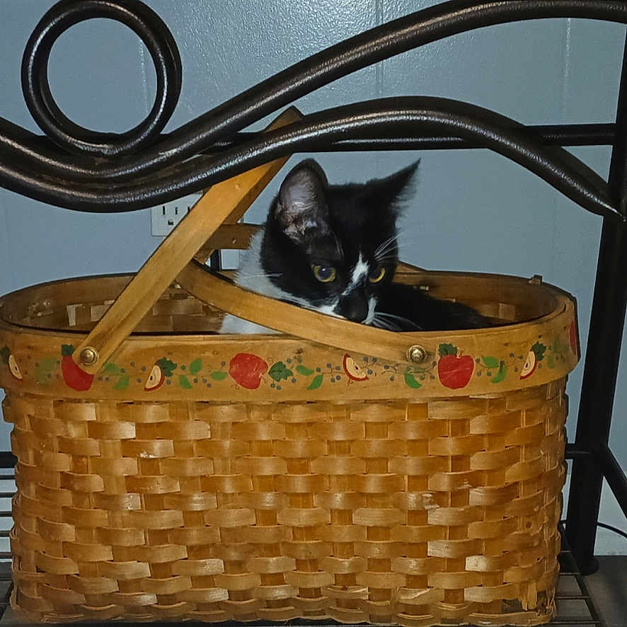 Sylvester is registered to the contest to win money with this photo: abyssinian, accessories, animal, bag, basket, blackcat, box, cat, drawer, fun, furniture, handbag, hardwood, kitten, leisureactivities, manx, pet, picnic, shoppingbasket, wood