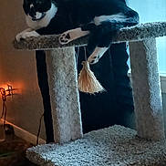 Sylvester is registered to the contest to win money with this photo: cat, cat_tree, black_and_white, pet, indoor, carpeted, paw, toy, relaxed, drapes, window, furniture, cozy, animal, pet_toy, dangling, resting, domestic_cat, home, calm