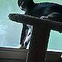 Sylvester joined the competition — help win amazing prizes! cat, black_and_white, cat_tree, window, indoor, pet, animal, feline, curious, resting, paw, side_view, quiet, home, domestic, looking_back, furniture, soft_light, relaxing, companion