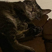 Boots joined the competition — help win amazing prizes! cat, tabby, sleeping, couch, paw, fur, cozy, resting, indoor, pet, animal, relaxing, closeup, feline, whiskers, soft, domestic, comfort, brown, quiet