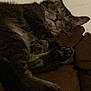 cat, tabby, sleeping, couch, paw, fur, cozy, resting, indoor, pet, animal, relaxing, closeup, feline, whiskers, soft, domestic, comfort, brown, quiet