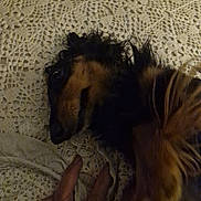 Rubio a rejoint le concours — aidez-le/la à gagner de superbes lots ! animal, black, blanket, brown, canine, closeup, comfort, cozy, crochet, dog, domestic, fur, hand, human, indoor, interaction, pet, resting, sleepy, texture