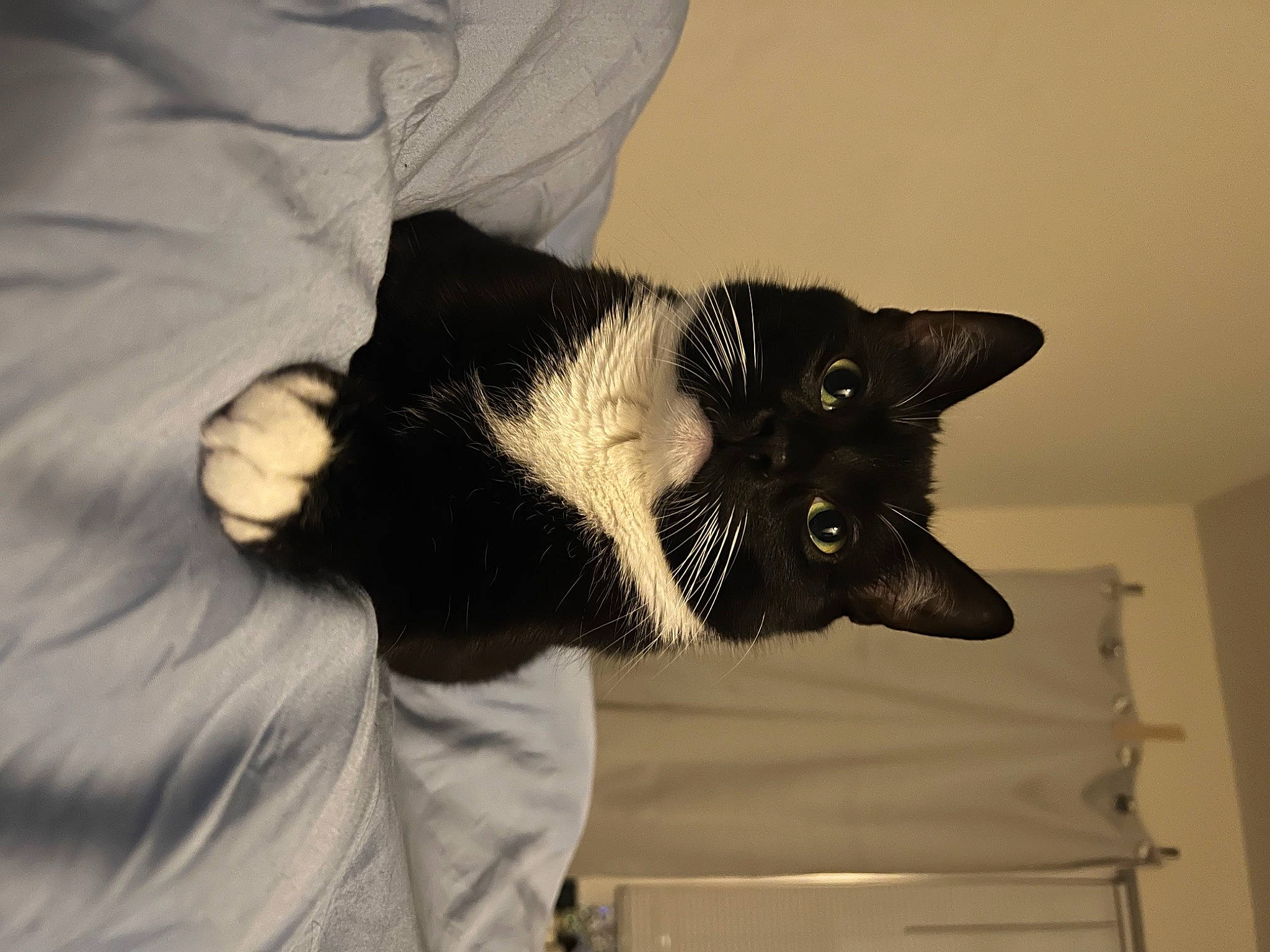 Henry joined the competition — help win amazing prizes! beard, black_cat, bombay, canidae, carnivore, cat, claw, comfort, domestic_short_haired_cat, ear, felidae, fur, gesture, linens, monochrome_photography, room, small_to_medium_sized_cats, tail, tree, whiskers