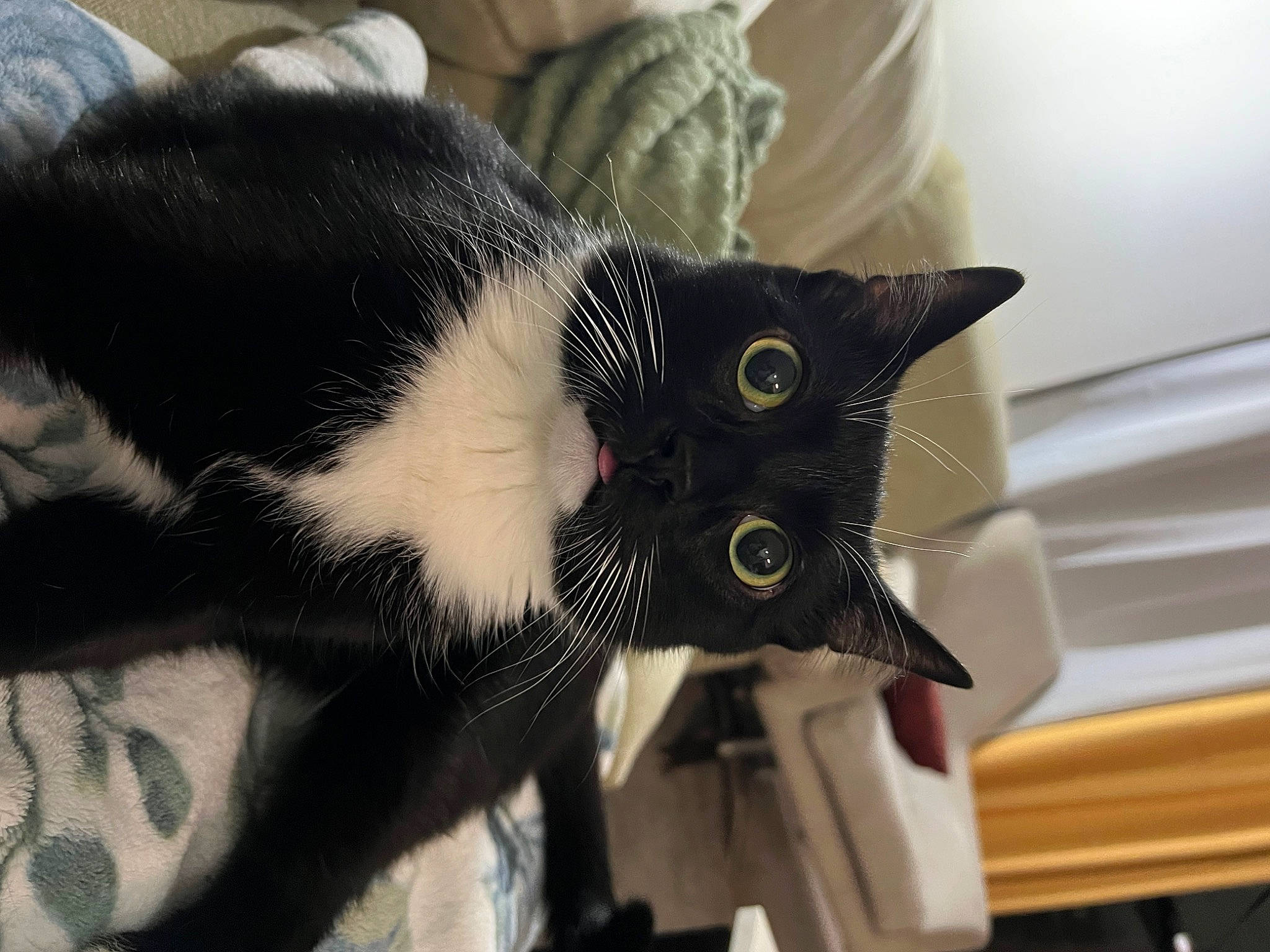 Henry is registered to the contest to win money with this photo: black_cat, carnivore, cat, claw, comfort, domestic_short_haired_cat, ear, eye, felidae, fur, headgear, paw, plant, small_to_medium_sized_cats, snout, tail, whiskers